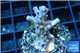Acropora purple table Fijii 2-3 cm WYSIWYG acclimaté