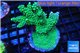 Acropora green purple Australia 5-6 cm WYSIWYG acclimaté