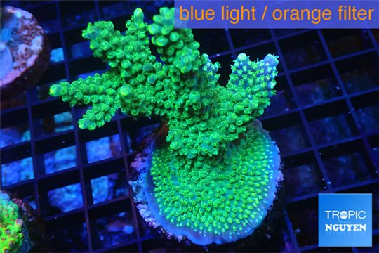 Acropora green purple Australia 5-6 cm WYSIWYG acclimaté