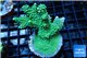 Acropora green purple Australia 5-6 cm WYSIWYG acclimaté