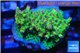 Acropora microclados pink polyps 2-3 cm WYSIWYG acclimaté