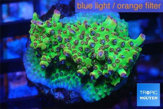 Acropora microclados pink polyps 2-3 cm WYSIWYG acclimaté