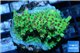 Acropora microclados pink polyps 2-3 cm WYSIWYG acclimaté