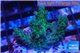 Acropora green blue Australia 3-4 cm WYSIWYG acclimaté