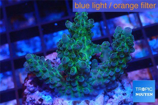 Acropora green blue Australia 3-4 cm WYSIWYG acclimaté