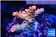 Acropora sunset pink toxic green polyps 2-3 cm WYSIWYG acclimaté
