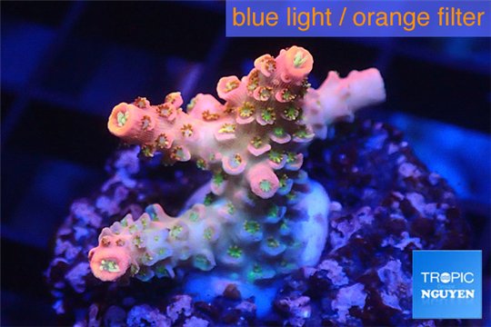 Acropora sunset pink toxic green polyps 2-3 cm WYSIWYG acclimaté