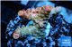 Acropora sunset pink toxic green polyps 2-3 cm WYSIWYG acclimaté