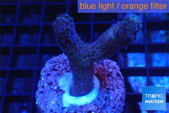 Stylophora milka 2 cm WYSIWYG acclimaté
