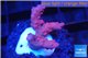 Acropora pink & white polyps Fijii 2-3 cm WYSIWYG acclimaté