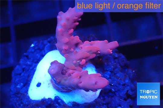 Acropora pink & white polyps Fijii 2-3 cm WYSIWYG acclimaté