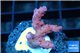 Acropora pink & white polyps Fijii 2-3 cm WYSIWYG acclimaté