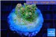 Acropora sunset Australia premium 3-4 cm WYSIWYG acclimaté