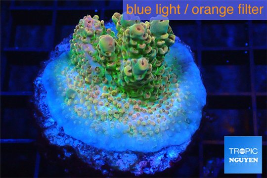 Acropora sunset Australia premium 3-4 cm WYSIWYG acclimaté