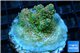 Acropora sunset Australia premium 3-4 cm WYSIWYG acclimaté