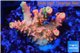 Acropora sunset pink toxic green polyps 2-3 cm WYSIWYG acclimaté