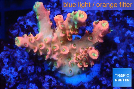 Acropora sunset pink toxic green polyps 2-3 cm WYSIWYG acclimaté
