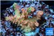 Acropora sunset pink toxic green polyps 2-3 cm WYSIWYG acclimaté