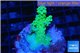Acropora pink & green Australia premium 3-4 cm WYSIWYG acclimaté