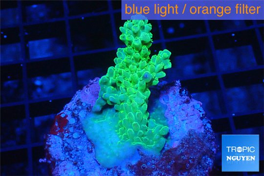 Acropora pink & green Australia premium 3-4 cm WYSIWYG acclimaté