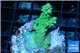 Acropora pink & green Australia premium 3-4 cm WYSIWYG acclimaté