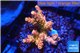 Acropora sunset pink toxic green polyps 2-4 cm WYSIWYG acclimaté