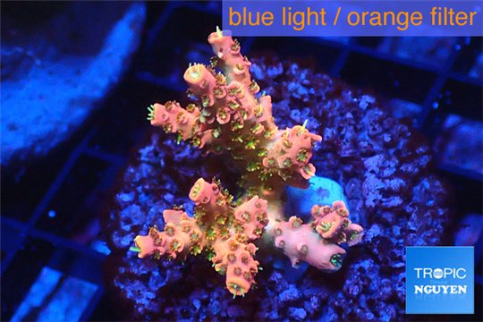 Acropora sunset pink toxic green polyps 2-4 cm WYSIWYG acclimaté