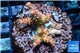 Acropora sunset pink toxic green polyps 2-4 cm WYSIWYG acclimaté