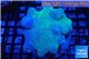 Sarcophyton long polyps 7-12 cm WYSIWYG acclimaté