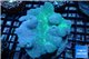 Sarcophyton long polyps 7-12 cm WYSIWYG acclimaté