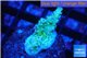 Acropora green blue tip Fijii 2-3 cm WYSIWYG acclimaté