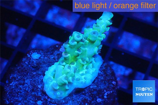 Acropora green blue tip Fijii 2-3 cm WYSIWYG acclimaté