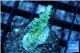 Acropora green blue tip Fijii 2-3 cm WYSIWYG acclimaté