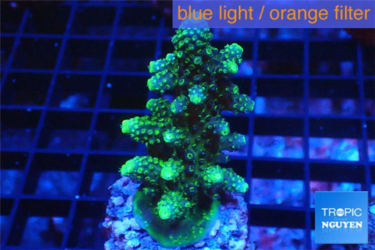 Acropora humilis purple green Fijii 3-5 cm WYSIWYG acclimaté