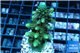 Acropora humilis purple green Fijii 3-5 cm WYSIWYG acclimaté