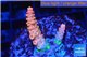 Acropora sunset pink toxic green polyps 1-3 cm WYSIWYG acclimaté