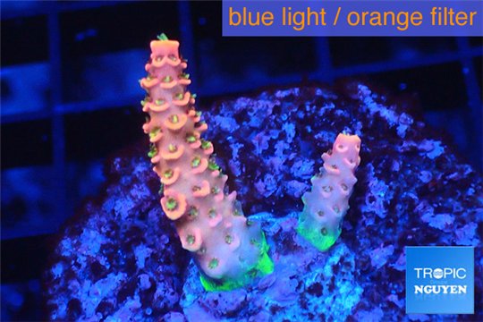 Acropora sunset pink toxic green polyps 1-3 cm WYSIWYG acclimaté