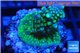 Acropora green & purple Fijii 2-3 cm WYSIWYG acclimaté
