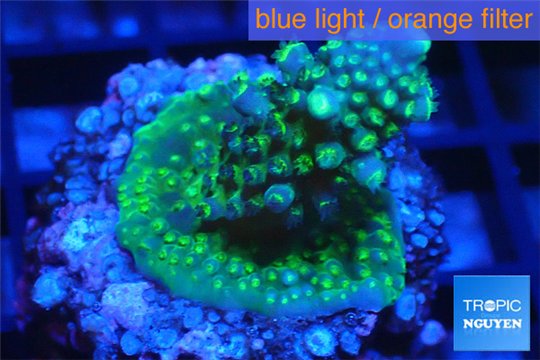 Acropora green & purple Fijii 2-3 cm WYSIWYG acclimaté