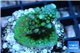 Acropora green & purple Fijii 2-3 cm WYSIWYG acclimaté