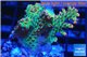 Acropora strawberry short cake Australia premium 2-4 cm WYSIWYG acclimaté