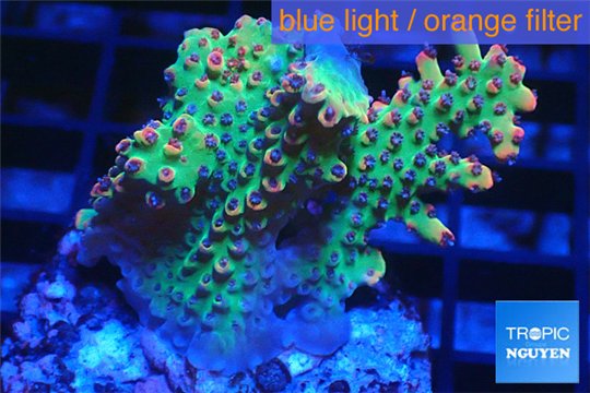 Acropora strawberry short cake Australia premium 2-4 cm WYSIWYG acclimaté