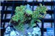 Acropora strawberry short cake Australia premium 2-4 cm WYSIWYG acclimaté