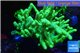 Sinularia flexibilis full neon green Australia 6-10 cm WYSIWYG acclimaté