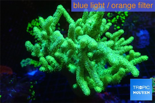 Sinularia flexibilis full neon green Australia 6-10 cm WYSIWYG acclimaté