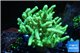 Sinularia flexibilis full neon green Australia 6-10 cm WYSIWYG acclimaté
