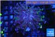 Euphyllia paraancora toxic golden green 2-4 cm WYSIWYG acclimaté