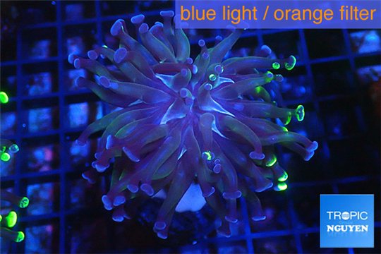 Euphyllia paraancora toxic golden green 2-4 cm WYSIWYG acclimaté