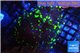 Euphyllia paraancora toxic golden green 4-6 cm WYSIWYG acclimaté