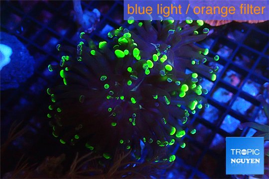 Euphyllia paraancora toxic golden green 4-6 cm WYSIWYG acclimaté